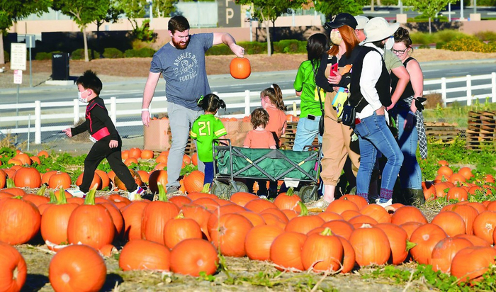 美国民众正在挑选万圣节用的南瓜