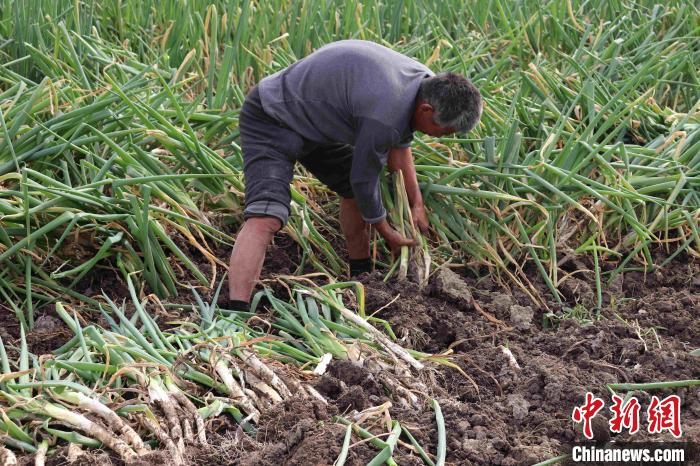葱农在田间地头收获章丘大葱。　李明芮 摄