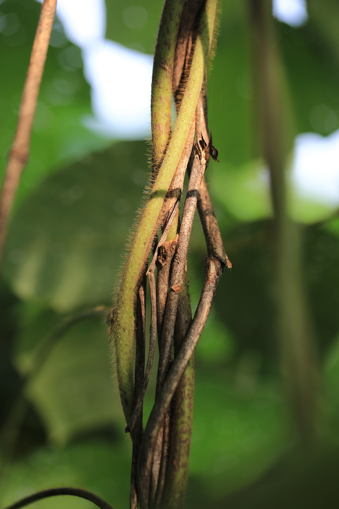 葛藤，我国古代平民衣物最主要的来源