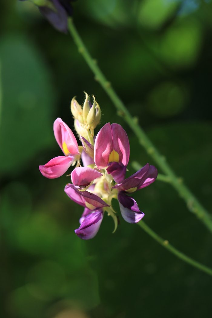 葛花，非常美丽。