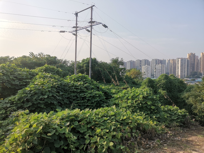 延绵不绝的葛藤