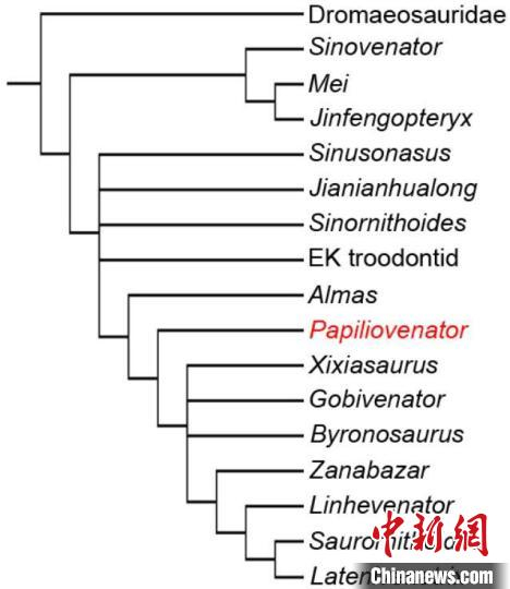 “内蒙古蝶猎龙”蝴蝶形的系统发育位置。　中科院古脊椎所 供图