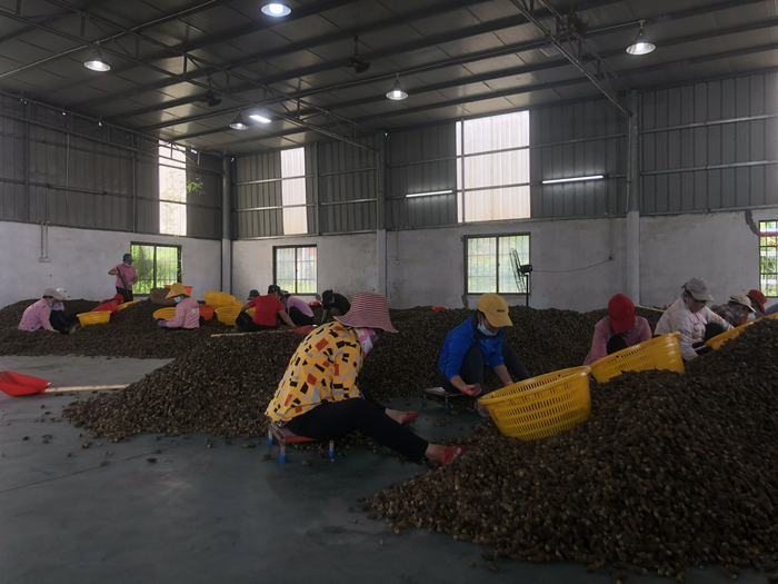10月10日，海南万宁长丰镇的一家加工厂，女工们正在挑选槟榔，她们多是附近的村民。&nbsp;新京报记者&nbsp; 杜寒三&nbsp;摄