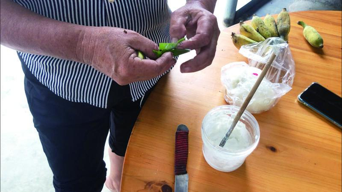 10月11日，北大镇一位农民在折蒌叶，准备吃槟榔。新京报记者 杜寒三 摄