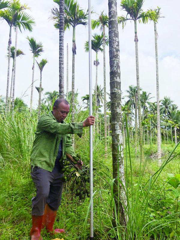 10月11日，农户陈国明准备在台风来临前，再割一次槟榔。新京报记者 杜寒三 摄