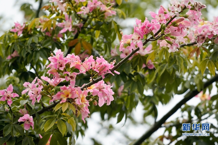 绽放的美丽异木棉。（新华网 蒋巧玲 摄）