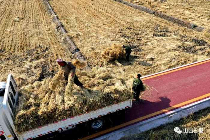 ▲转运稻秆。