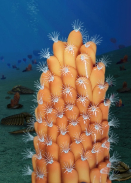 最早苔藓动物复原图（央广网发 西北大学供图）