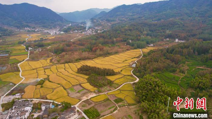 安徽黟县，金色田野与远处青山、徽州民居构成一幅乡村秋色美景图 王亚鹏 摄