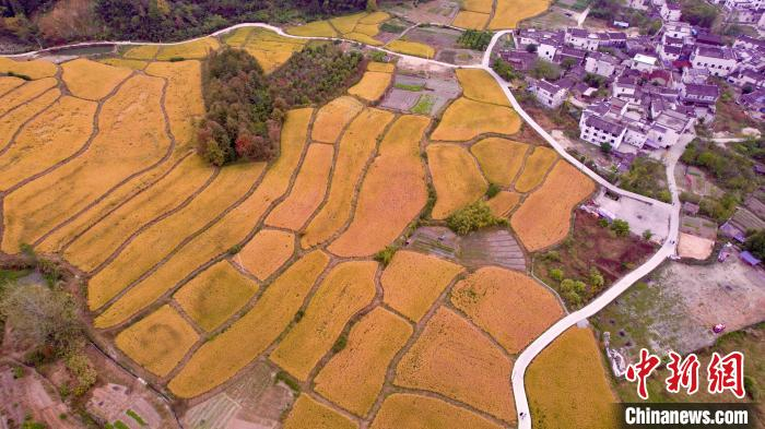 安徽省黄山市黟县屏山村准备收割的水稻 王亚鹏 摄