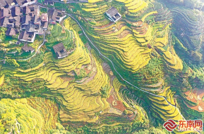 寿宁县托溪乡阔丘村种植的500多亩富锌水稻近日迎来收割季。金黄色的稻田与古民居相互映衬，构成一幅美丽的秋收画卷。（福建日报记者 林辉 通讯员 吴苏梅 黄河 摄）