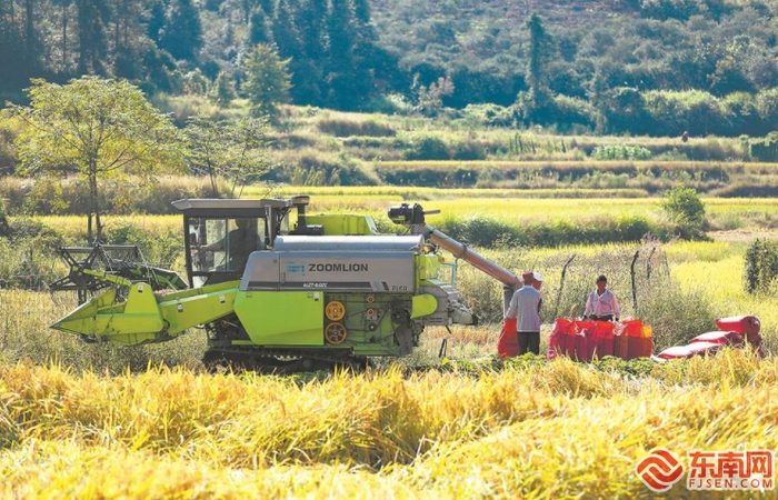 近日，宁化县河龙乡、湖村镇等地稻田金黄，迎来丰收。图为在河龙乡下伊村的一片农田，农民在打包收割好的稻子。 （福建日报记者 徐文锦 通讯员 黄尉峰 王竟宇 摄）