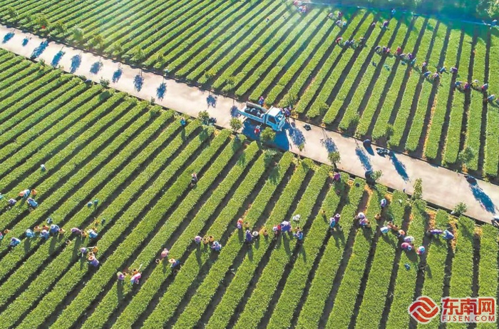 眼下是秋茶上市季，安溪县虎邱镇双格村高建发茶庄园内茶农们正忙着采收秋茶。安溪全县茶园面积达60万亩，今年秋茶呈现“量稳质升价增”态势。（福建日报记者 李向娟 通讯员 谢旭东 摄）