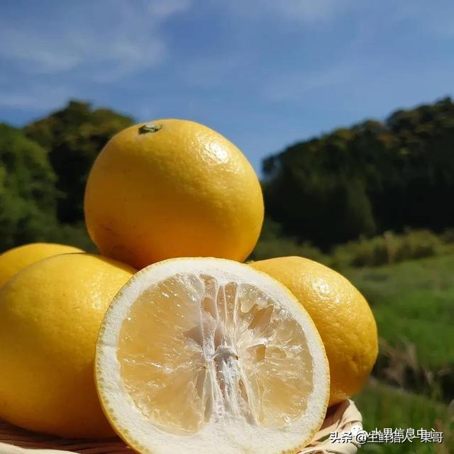 像柚子又像柠檬的日向夏蜜柑是何方神圣?