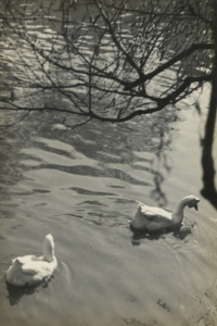 郭锡麒，画意风景，1930 年代，银盐纸基