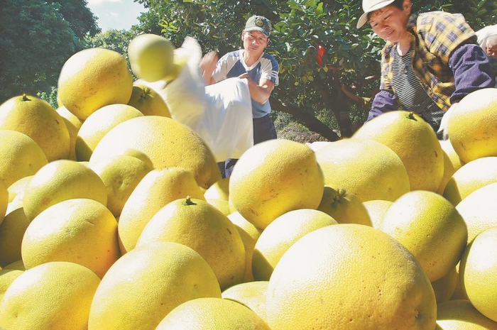 华安县新圩镇黄枣村的坪山柚生态园迎来丰收季，连日来，果农把当天采摘的坪山柚进行分装，销往省内各大水果市场。（福建日报记者 林辉 通讯员 唐小玲 摄）