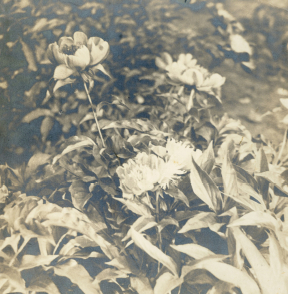 庄学本，花卉，1930 年代，银盐纸基印章