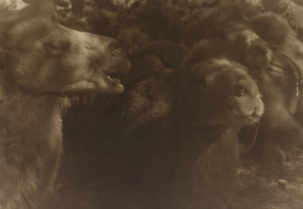 陈传霖，征之疲乏，1936 年，银盐纸基