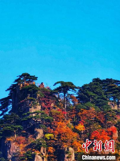 有的树木红的似火，一团团一簇簇在山峰之上。马刚 摄