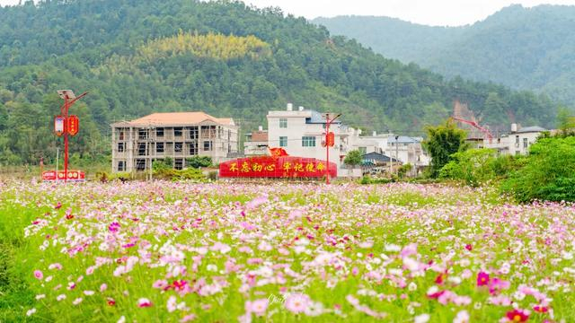 连城这里大片花海绽放正当时,秋游打卡好去处