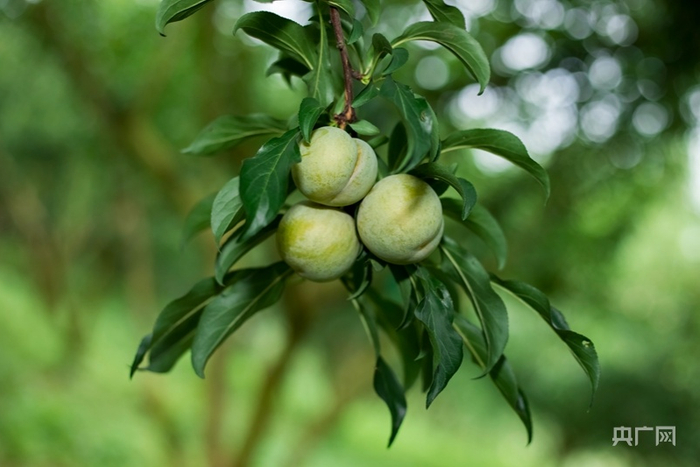 蜂糖李（央广网发 牧之 摄）