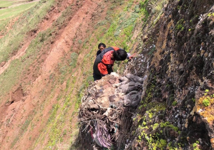 胡珺涵和牧人朋友在野外调查大鵟，发现大鵟巢穴