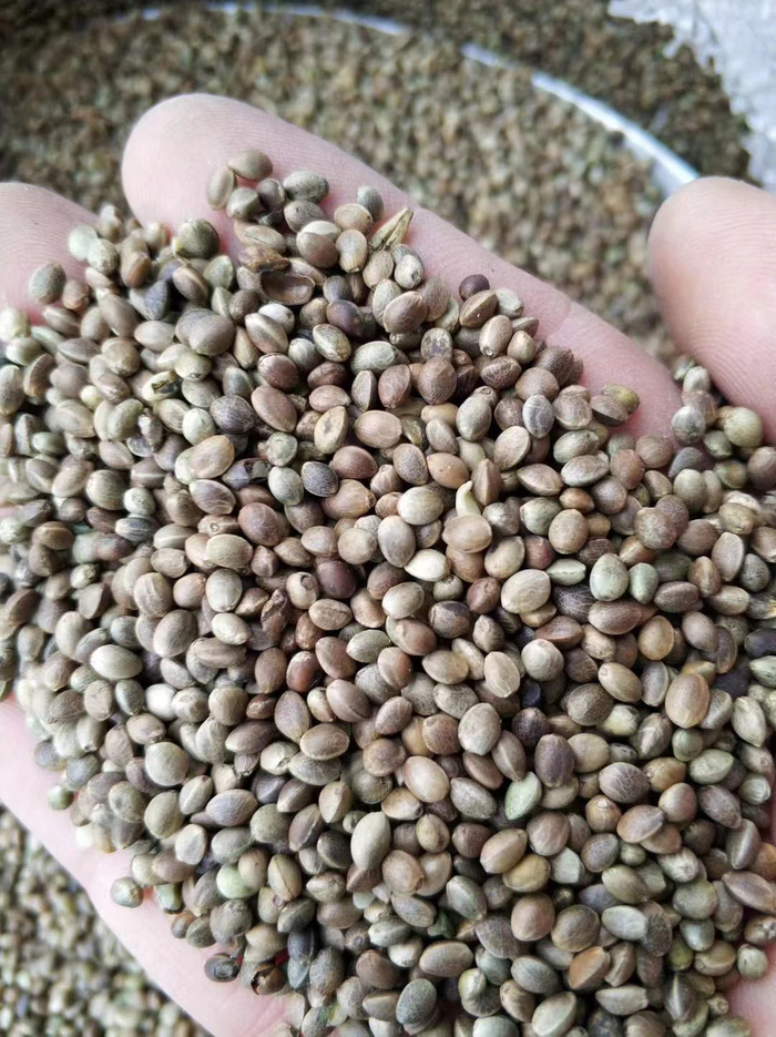 孔彪所销售的火麻种子&nbsp; &nbsp;受访者供图