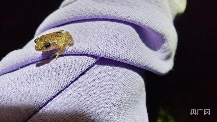 珠海首次发现中国“最小的蛙”。（央广网发 通讯员林荫供图）