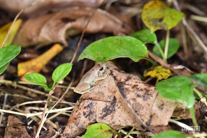 珠海首次发现中国“最小的蛙”。（央广网发 通讯员林荫供图）