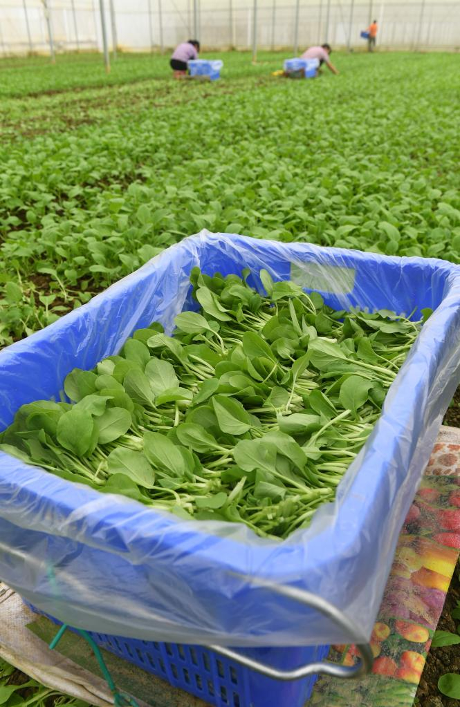 11月4日，在田东县江城镇，当地村民在采摘蔬菜。新华社记者 陆波岸 摄 