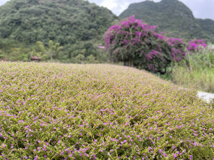 广西百色靖西市鹅泉风景区内鲜花绽放 （央广网发 覃勤摄）