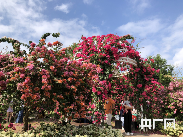 目前，在广西南宁市青秀山风景区，美丽的叶子花正在盛开 （央广网发 记者黄月芬摄）