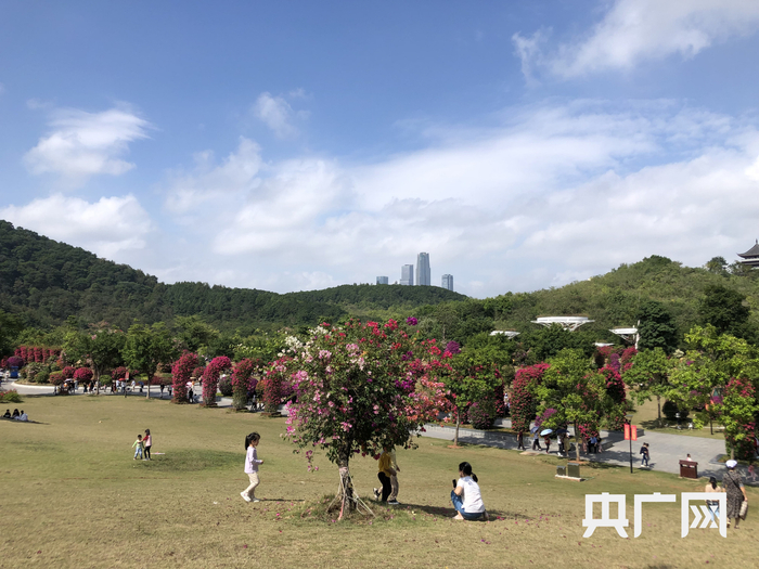立冬的南宁市依然绿色盎然 （央广网发 记者黄月芬摄）