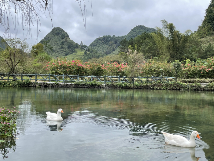 广西百色靖西市鹅泉风景区内绿色盎然 （央广网发 覃勤摄）