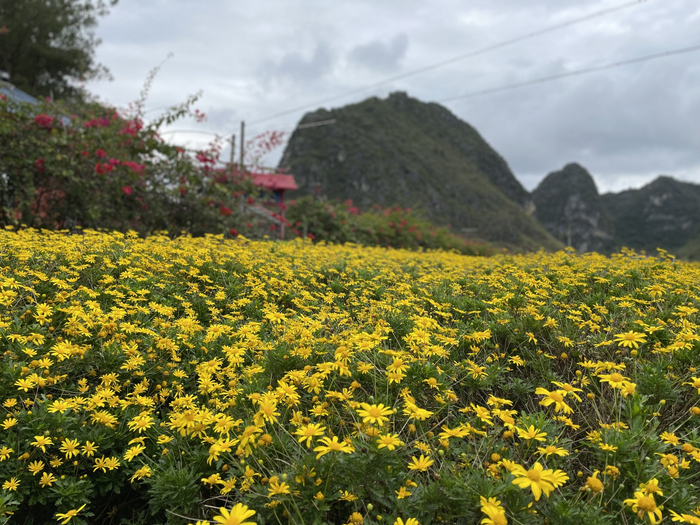 广西百色靖西市旧州古镇内鲜花绽放 （央广网发 覃勤摄）
