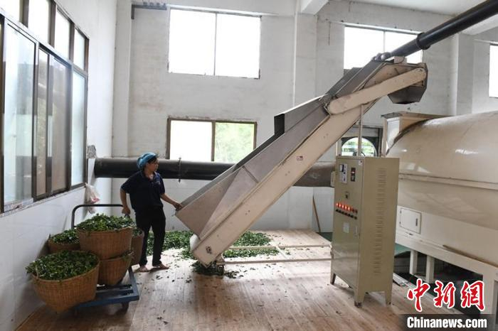 图为茶农利用机械设备炒制六堡茶 林浩 摄