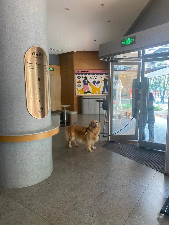 ▲宠物在顾客的牵引下带进店内