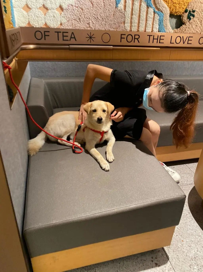 ▲店内设置了栓拉宠物环