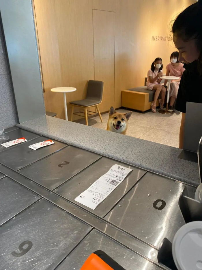 ▲宠物在前台“点单”