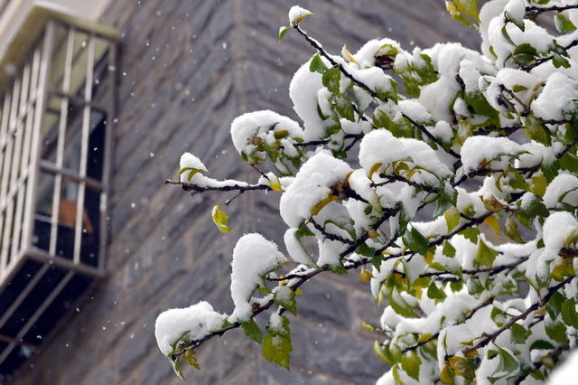 7日，北京大雪后的景象。摄影/章轲