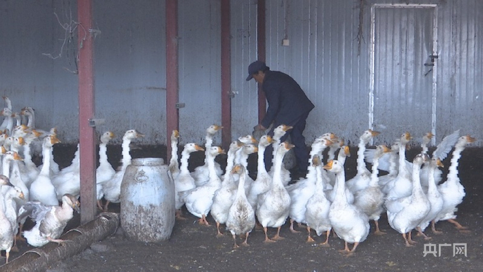 王大礼正忙着给鹅提水、喂食。央广网发