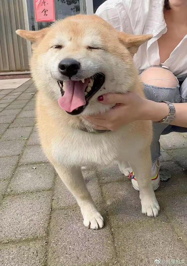 柴犬“登登”。 阿里拍卖 图