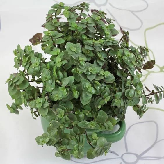 6种植株很小巧的锦竹草盆栽，胭脂云只是其中一种|黄金|叶子|云锦|铺地锦|绿色_新浪新闻