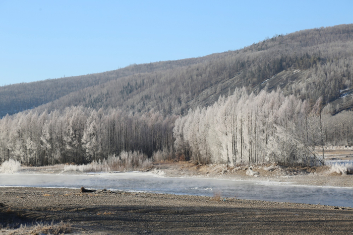 树上挂满洁白的冰霜。呼中区委宣传部 供图