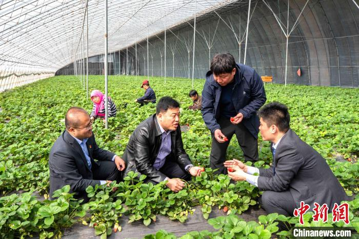 农行发放30万元“强村贷”支持村集体发展特色农业。图为工作人员现场考察。　陈鹏 摄