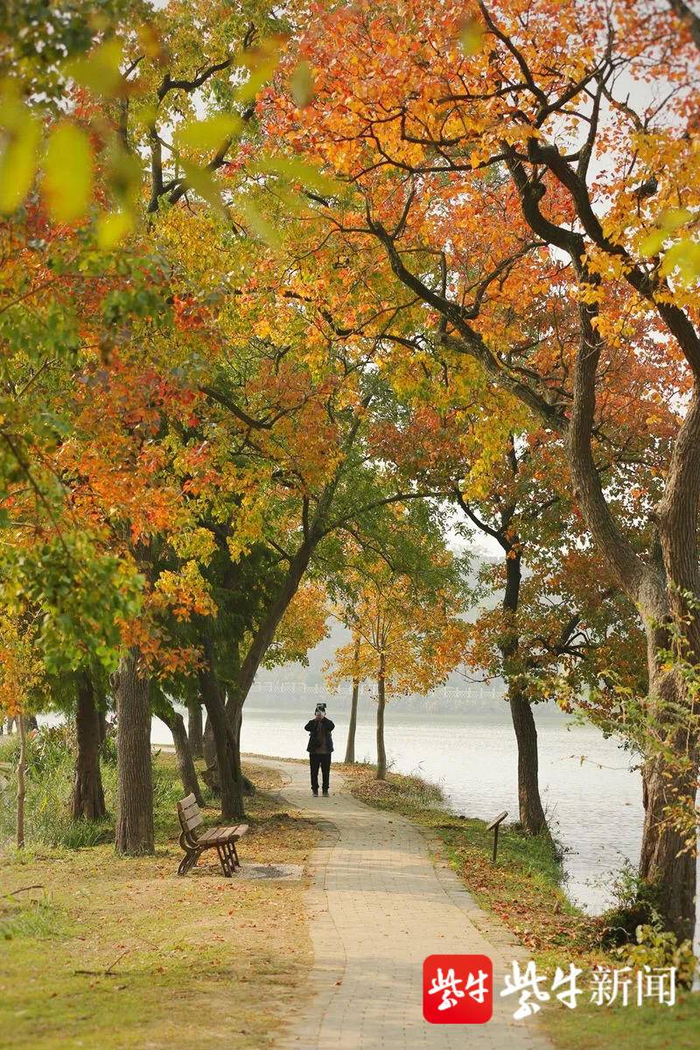 乌桕堤迎来最佳观赏期