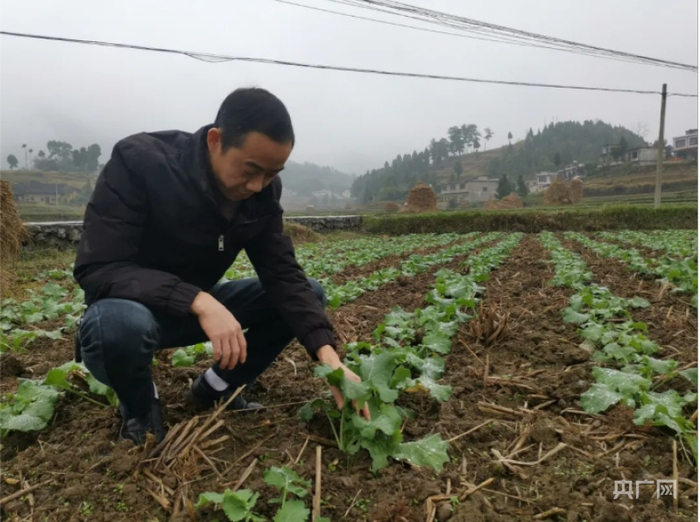 金沙县茶园镇油菜基地（央广网发 金沙县融媒体中心供图）
