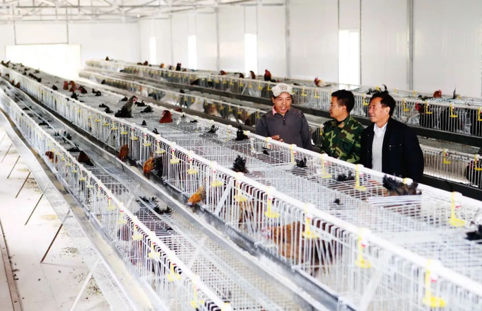 武定鸡种鸡养殖场  孙晓云 摄