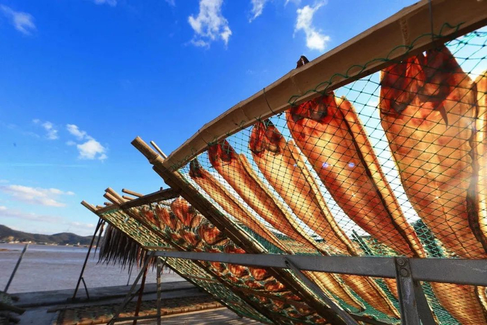 舟山海边晾晒的鳗鲞，在冷藏设备出现以前，晒干是最普遍的海鲜储存方法。图/视觉中国