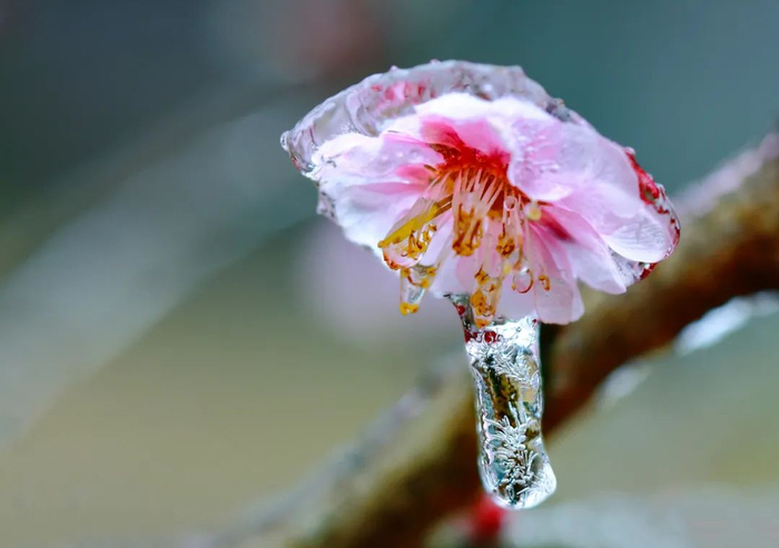 福建梅花山自然保护区，梅花被冰封。 摄影/刘艳晖